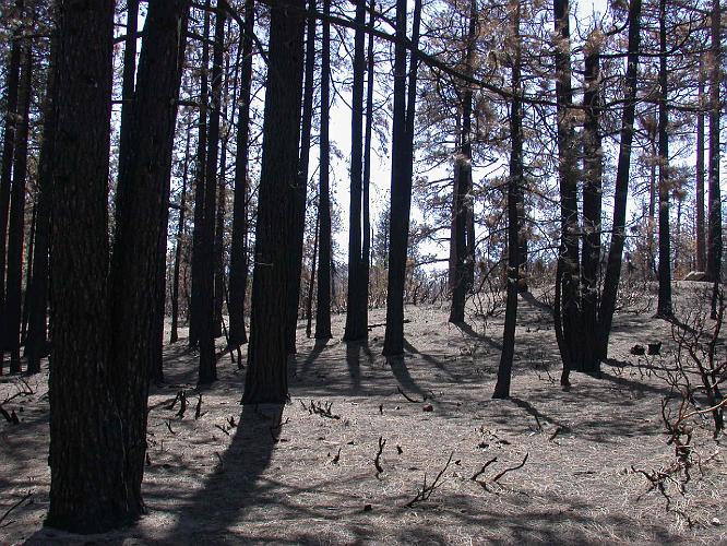 Burnt Forest - Fawnskin