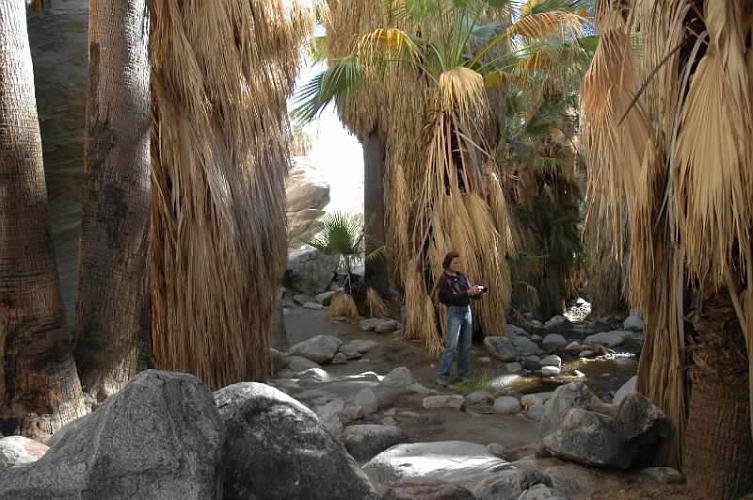 Indian Canyon - Palm Springs