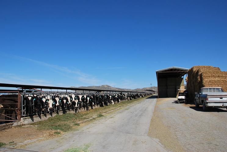 Scott Bors Dairy Farm - San Jacinto